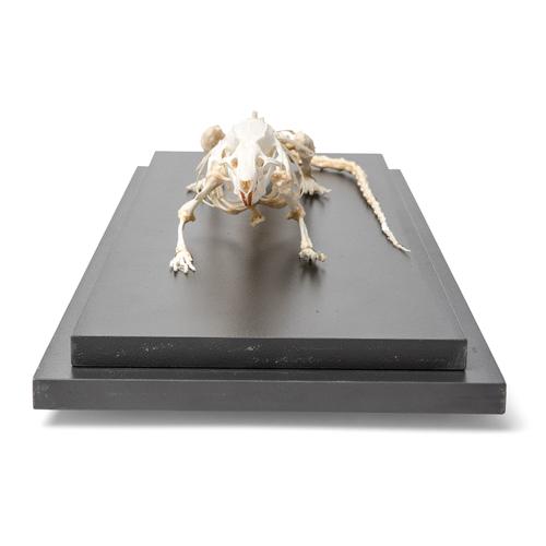 Squelette de rat (Rattus rattus), modèle prêparê, 1021036 [T300111], Rongeurs (Rodentia)