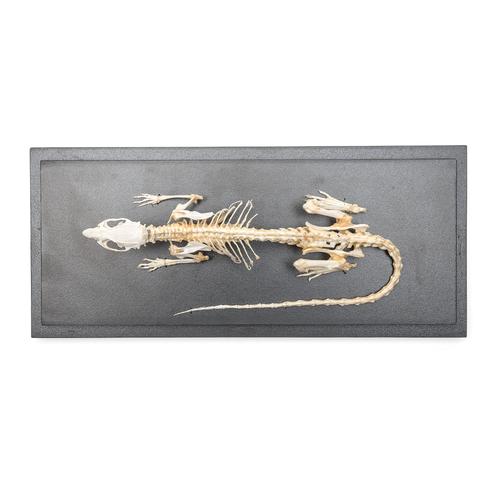 Squelette de rat (Rattus rattus), modèle prêparê, 1021036 [T300111], Rongeurs (Rodentia)