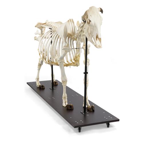 Squelette de bœuf (Bos taurus), sans cornes, articulê, 1020973 [T300121w/o], Bétail