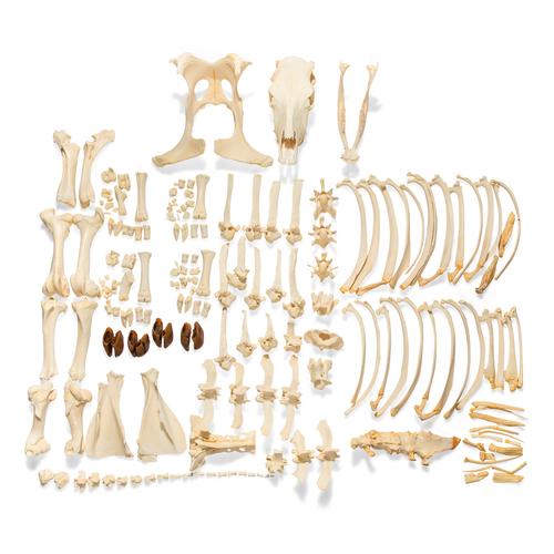 Squelette de bœuf (Bos taurus), sans cornes, non articulê, 1020975 [T300121w/oU], Ostéologie