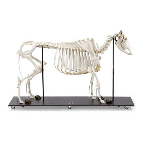Squelette de bœuf (Bos taurus), avec cornes, articulê, 1020974 [T300121w], Bétail