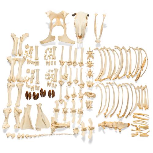 Squelette de bœuf (Bos taurus), avec cornes, non articulê, 1020976 [T300121wU], Bétail