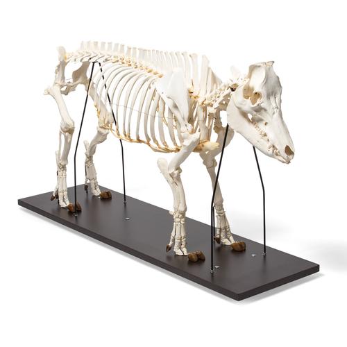 Squelette de porc (Sus scrofa domesticus), mâle, modèle prêparê, 1020998 [T300131m], Bétail