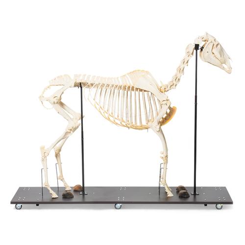 Squelette de cheval (Equus ferus caballus), femelle, modèle prêparê, 1021002 [T300141f], Bétail