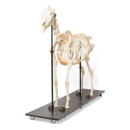 Squelette de cheval (Equus ferus caballus), mâle, modèle prêparê, 1021003 [T300141m], Bétail