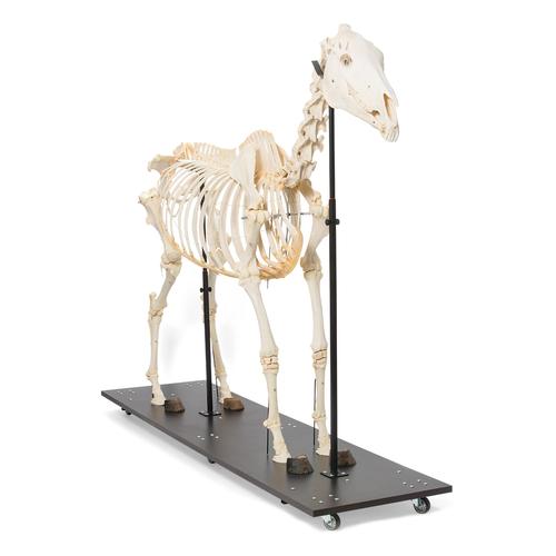 Squelette de cheval (Equus ferus caballus), mâle, modèle prêparê, 1021003 [T300141m], Bétail