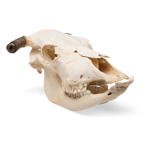 Crâne de bœuf (Bos taurus), avec cornes, prêparation en os naturels, 1020978 [T300151w], Bétail