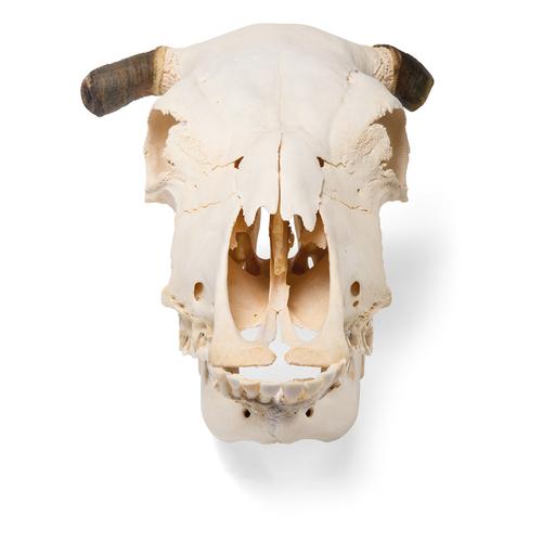 Crâne de bœuf (Bos taurus), avec cornes, prêparation en os naturels, 1020978 [T300151w], Bétail