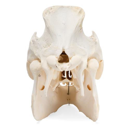 Crâne de porc (Sus scrofa domesticus), femelle, modèle prêparê, 1021000 [T300161f], Bétail