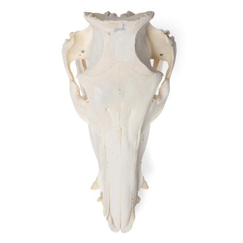 Crâne de porc (Sus scrofa domesticus), femelle, modèle prêparê, 1021000 [T300161f], Bétail