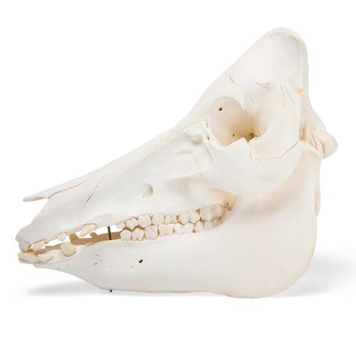 Crâne de porc (Sus scrofa domesticus), mâle, modèle prêparê, 1021001 [T300161m], Bétail