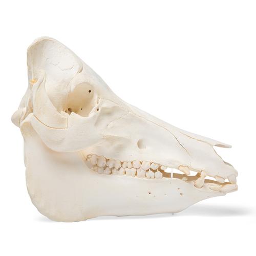 Crâne de porc (Sus scrofa domesticus), mâle, modèle prêparê, 1021001 [T300161m], Bétail