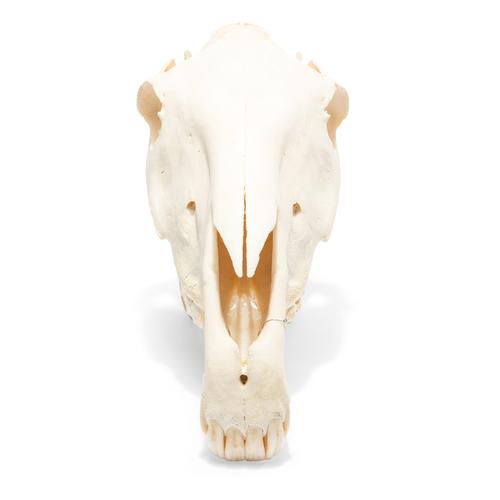 Crâne de cheval (Equus ferus caballus), modèle prêparê, 1021006 [T300171], Bétail