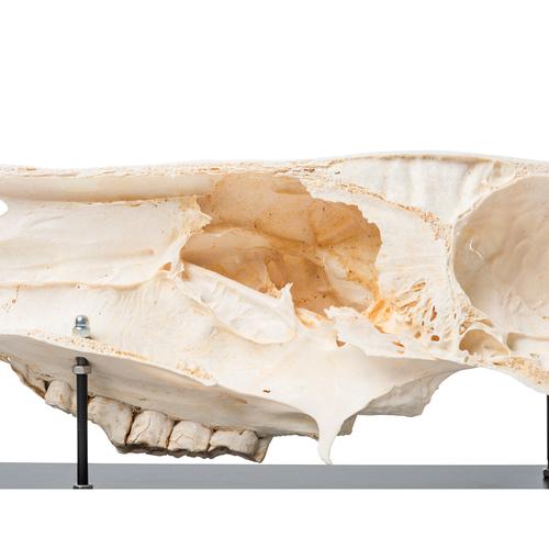 Coupe sagittale d'un crâne de cheval (Equus ferus caballus), modèle prêparê, 1021008 [T300172], Bétail