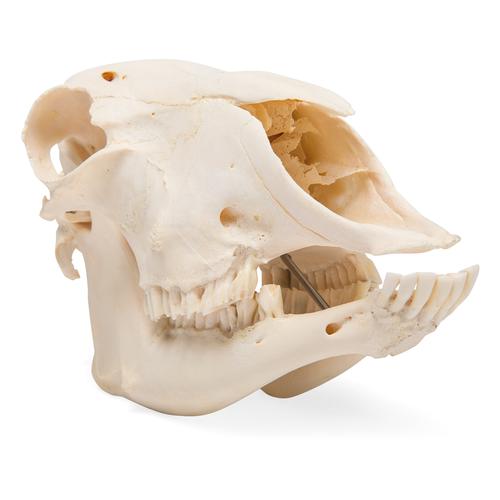 Crâne de mouton (Ovis aries), femelle, modèle prêparê, 1021028 [T300181f], Artiodactyles (Artiodactyla)