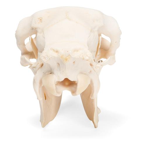 Crâne de mouton (Ovis aries), femelle, modèle prêparê, 1021028 [T300181f], Artiodactyles (Artiodactyla)
