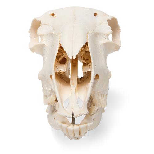 Crâne de mouton (Ovis aries), mâle, modèle prêparê, 1021029 [T300181m], Bétail