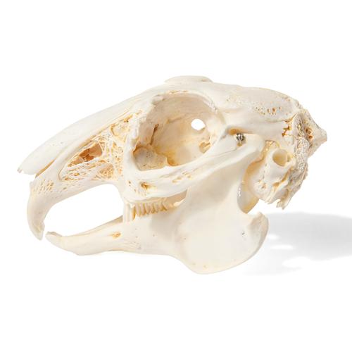 Crâne de lapin (Oryctolagus cuniculus var. domestica), modèle prêparê, 1020987 [T300191], Rongeurs (Rodentia)