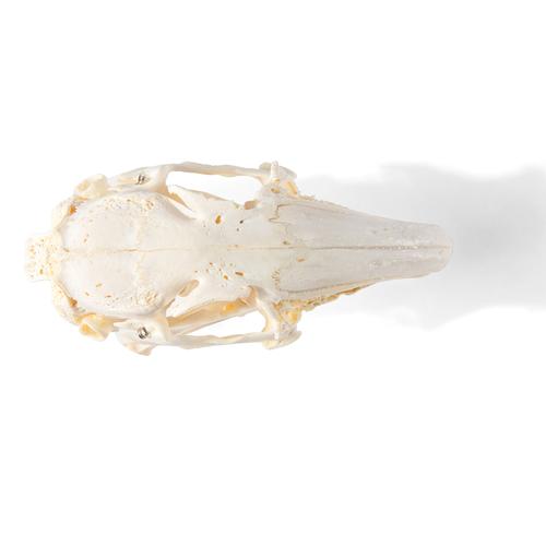 Crâne de lapin (Oryctolagus cuniculus var. domestica), modèle prêparê, 1020987 [T300191], Stomatologie