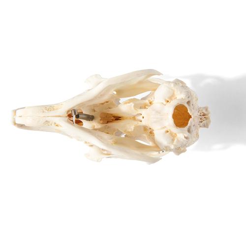 Crâne de lapin (Oryctolagus cuniculus var. domestica), modèle prêparê, 1020987 [T300191], Rongeurs (Rodentia)