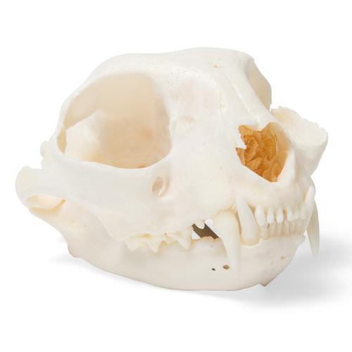 Crâne de chat (Felis catus), modèle prêparê, 1020972 [T300201], Animaux