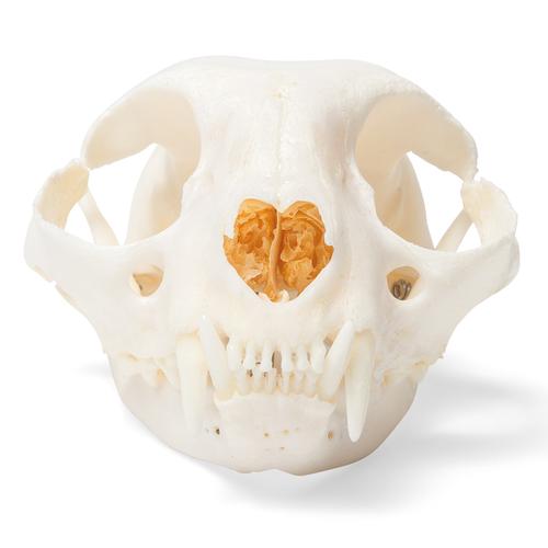 Crâne de chat (Felis catus), modèle prêparê, 1020972 [T300201], Animaux