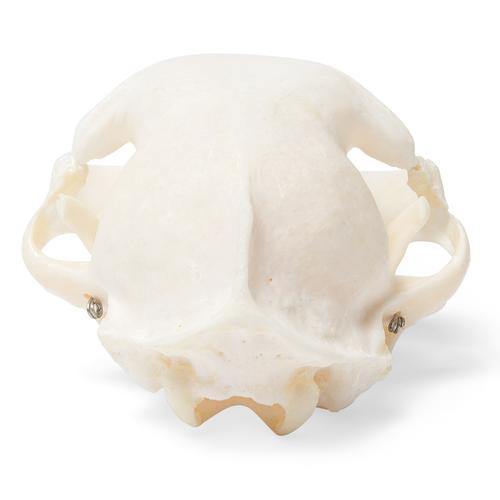 Crâne de chat (Felis catus), modèle prêparê, 1020972 [T300201], Stomatologie