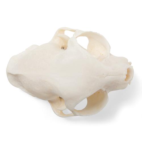Crâne de chat (Felis catus), modèle prêparê, 1020972 [T300201], Carnassiers (Carnivora)
