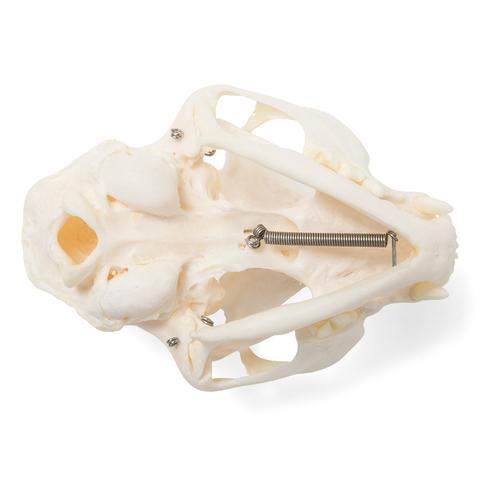 Crâne de chat (Felis catus), modèle prêparê, 1020972 [T300201], Stomatologie