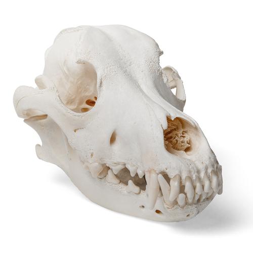Crâne de chien (Canis lupus familiaris), taille L, modèle prêparê, 1020995 [T30021L], Animaux