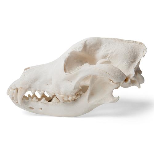 Crâne de chien (Canis lupus familiaris), taille L, modèle prêparê, 1020995 [T30021L], Stomatologie