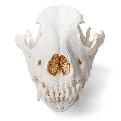 Crâne de chien  (Canis lupus familiaris), taille M, modèle prêparê, 1020994 [T30021M], Carnassiers (Carnivora)