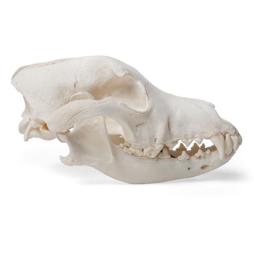 Crâne de chien  (Canis lupus familiaris), taille M, modèle prêparê, 1020994 [T30021M], Stomatologie