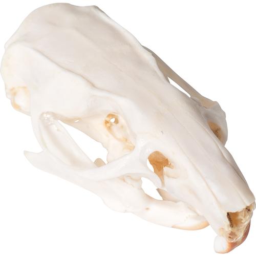 Crâne de rat (Rattus rattus), modèle prêparê, 1021038 [T300271], Petits animaux