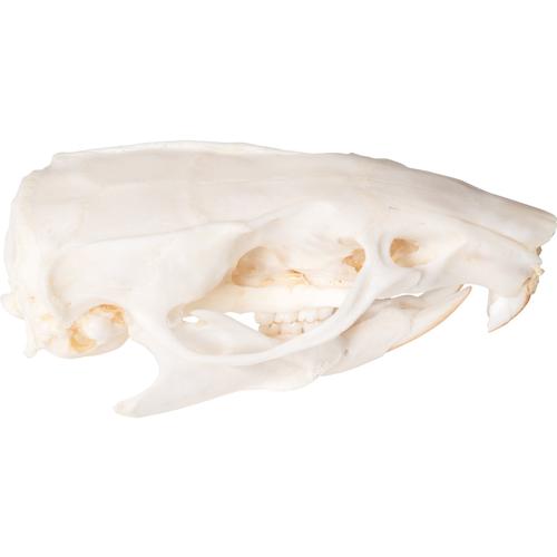 Crâne de rat (Rattus rattus), modèle prêparê, 1021038 [T300271], Petits animaux