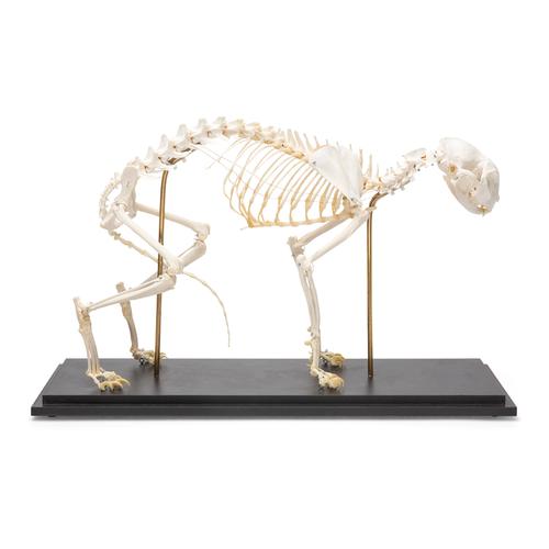 Squelette de chat (Felis catus), modèle prêparê, 1020969 [T300281], Animaux