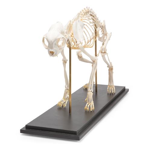 Squelette de chat (Felis catus), modèle prêparê, 1020969 [T300281], Carnassiers (Carnivora)
