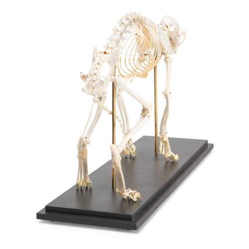 Squelette de chat (Felis catus), modèle prêparê, 1020969 [T300281], Carnassiers (Carnivora)