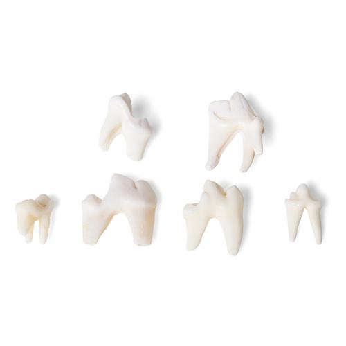 Modèles de dents de diffêrents mammifères (Mammalia), 1021044 [T300291], Anatomie comparée