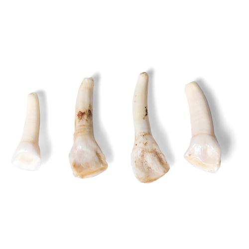 Modèles de dents de diffêrents mammifères (Mammalia), 1021044 [T300291], Anatomie comparée
