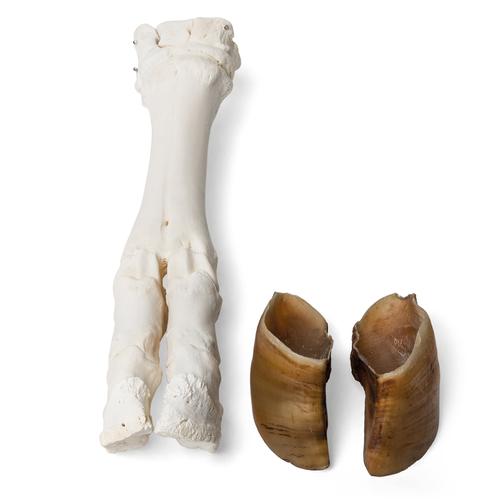 Pied de bœuf (Bos taurus), prêparation en os naturels, 1021063 [T300311], Anatomie comparée