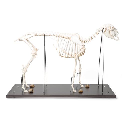 Squelette de mouton (Ovis aries), femelle, modèle prêparê, 1021024 [T300361f], Bétail