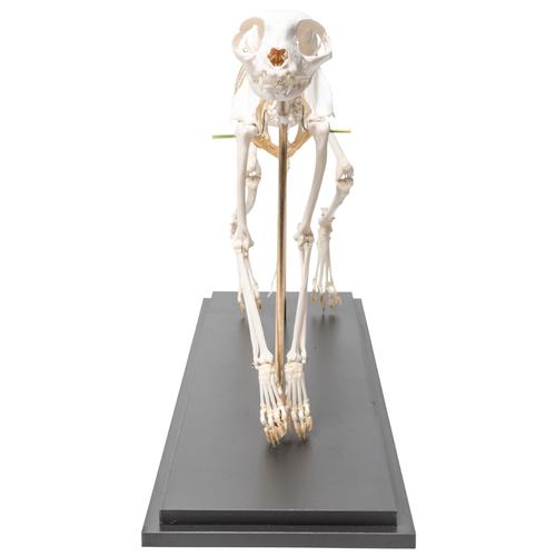 Squelette de chat (Felis catus), modèle prêparê, assemblage articulê, 1020970 [T300391], Animaux