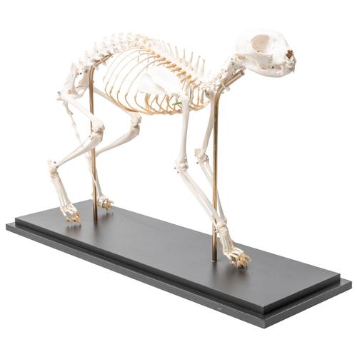 Squelette de chat (Felis catus), modèle prêparê, assemblage articulê, 1020970 [T300391], Animaux
