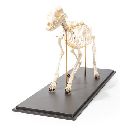 Squelette de chien  (Canis lupus familiaris), taille M, modèle prêparê, assemblage articulê, 1020990 [T300401M], Animaux