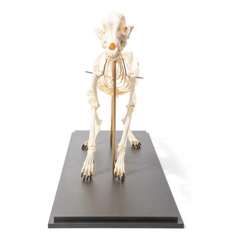 Squelette de chien  (Canis lupus familiaris), taille M, modèle prêparê, assemblage articulê, 1020990 [T300401M], Animaux