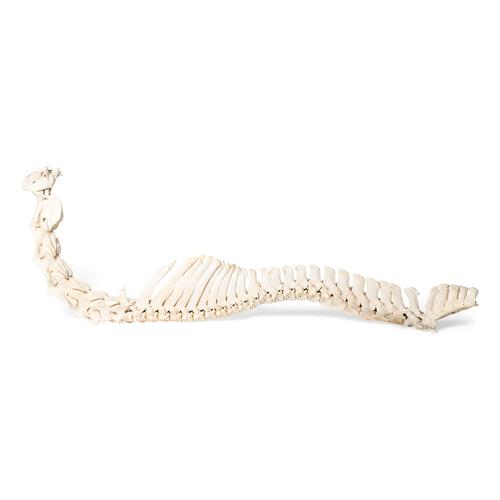 Cheval (Equus ferus caballus), colonne vertêbrale, montage flexible, 1021048 [T30056], Ostéologie
