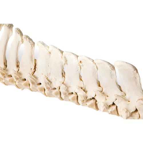 Cheval (Equus ferus caballus), colonne vertêbrale, montage flexible, 1021048 [T30056], Bétail