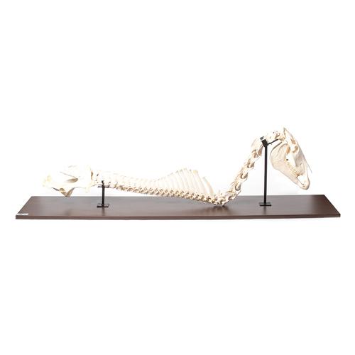 Cheval (Equus ferus caballus), colonne vertêbrale + tête, montage fixe, 1021050 [T30057], Ostéologie