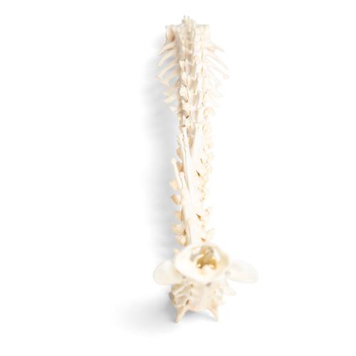 Chien (Canis lupus familiaris), colonne vertêbrale, montage flexible, 1021057 [T30061], Ostéologie